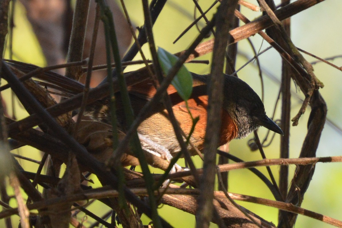 Rufous-breasted Spinetail - ML615767959