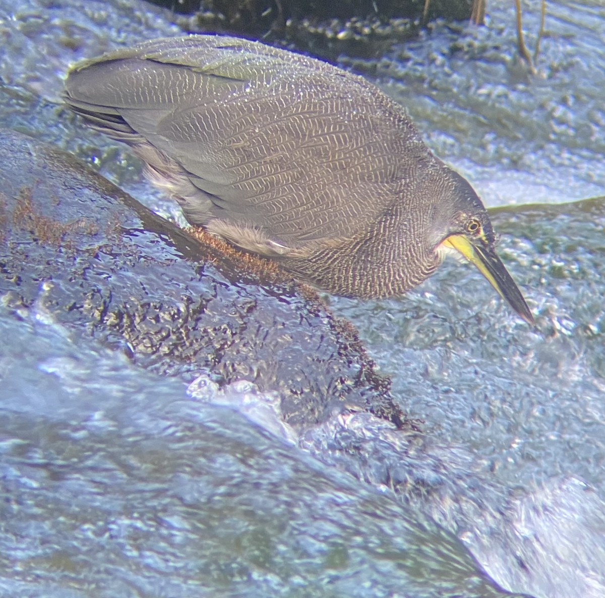 Fasciated Tiger-Heron - ML615768001