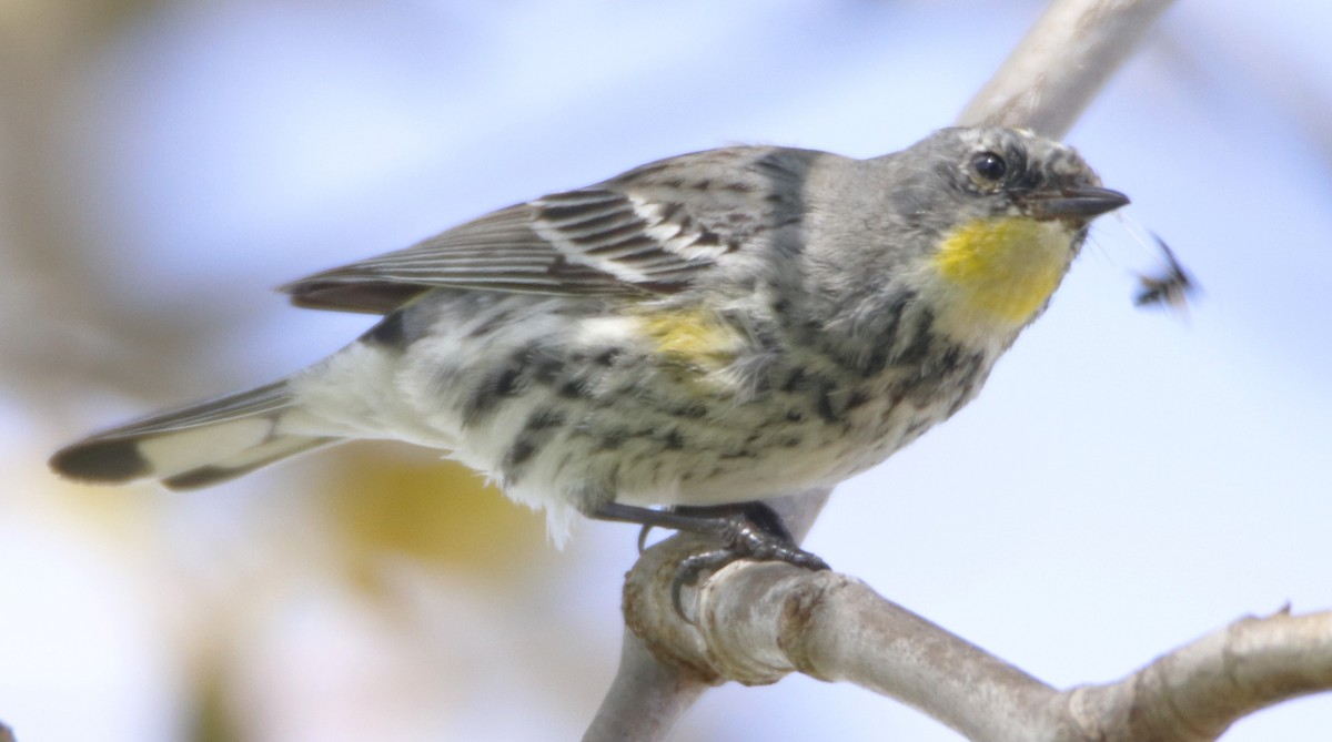 Yellow-rumped Warbler - Barry Spolter