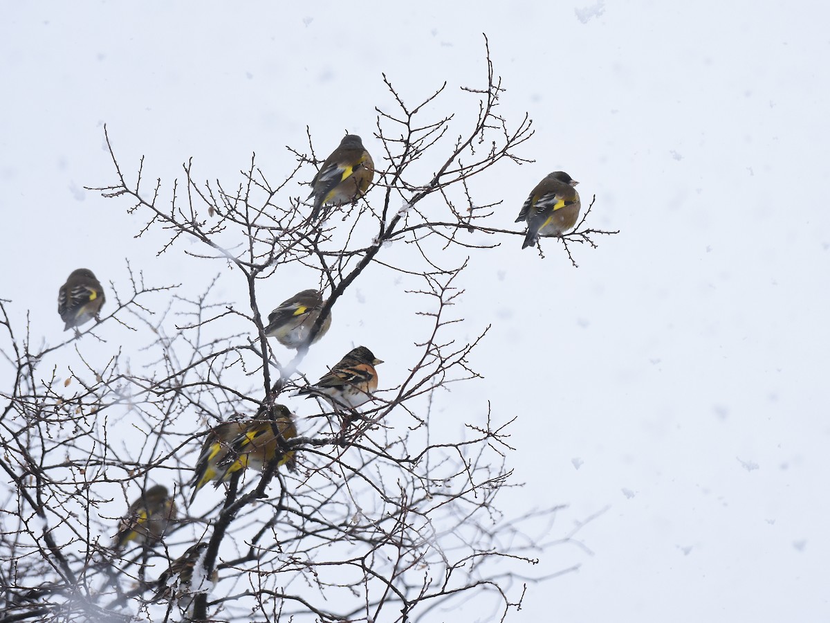 Oriental Greenfinch - Yojiro Nagai