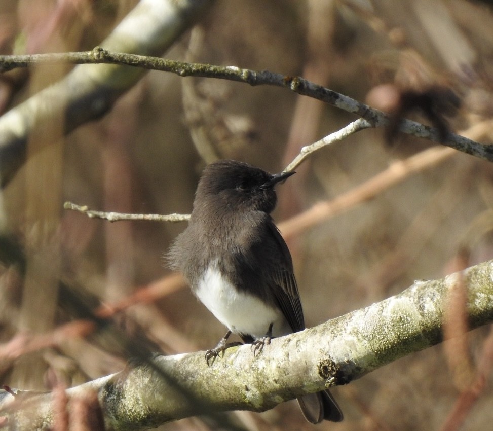 Black Phoebe - ML615768092