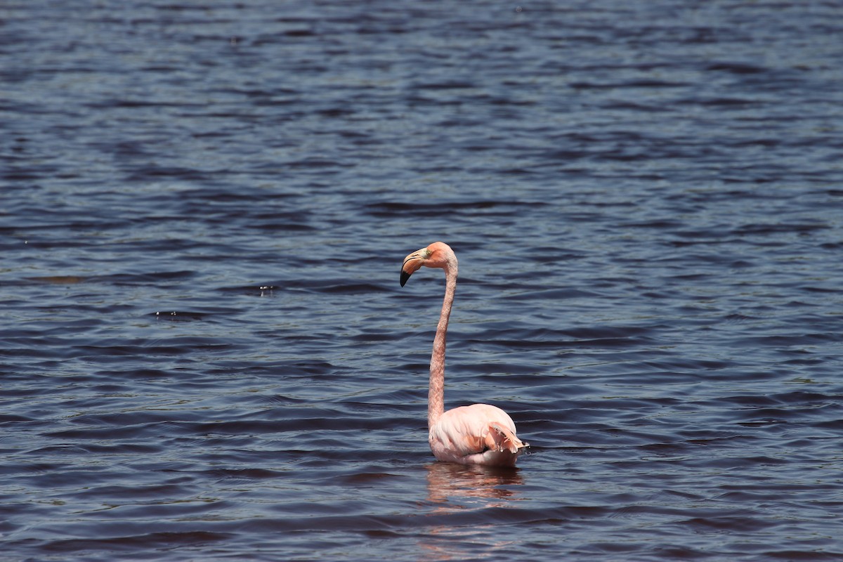 American Flamingo - ML615768107