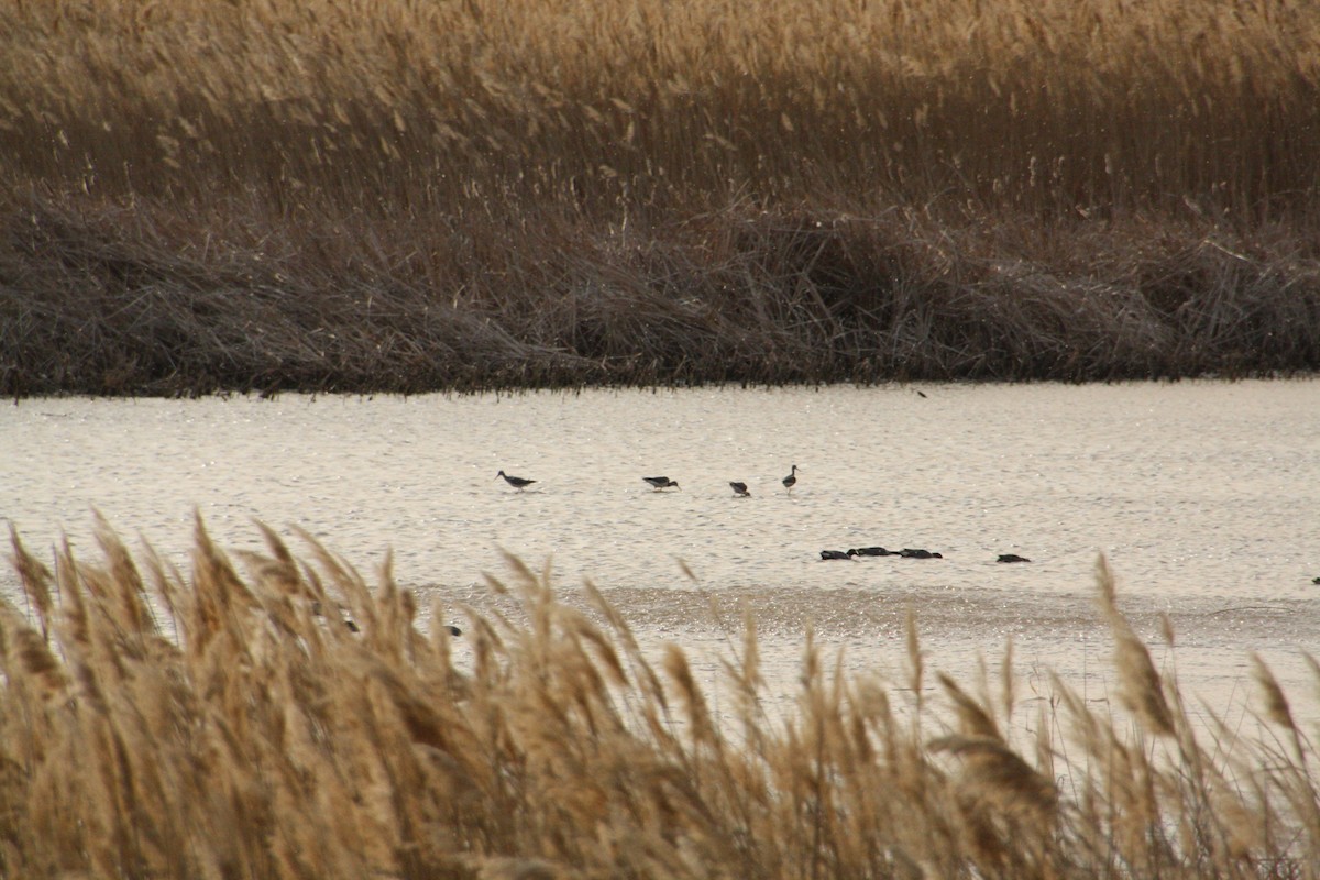 Greater Yellowlegs - ML615768140