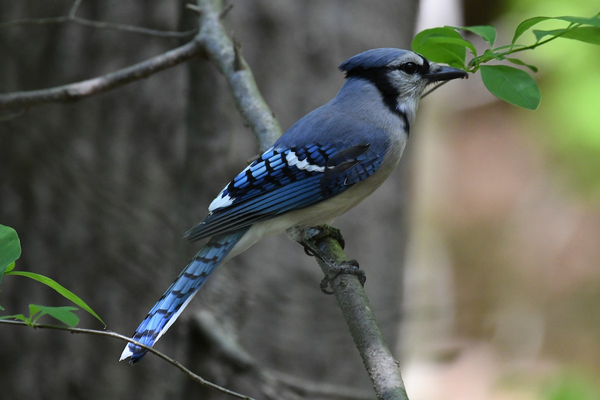 Blue Jay - ML615768154