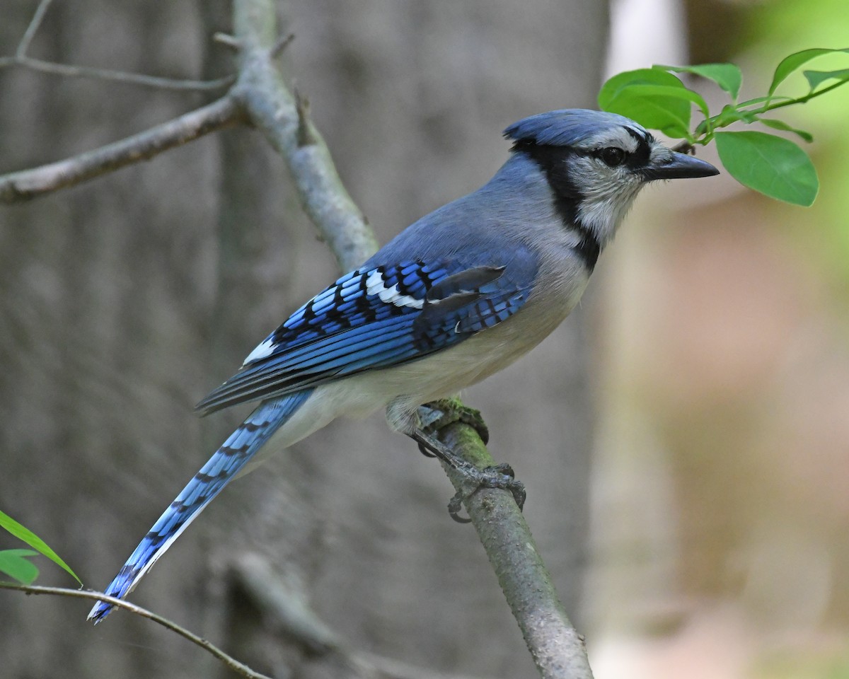 Blue Jay - ML615768155