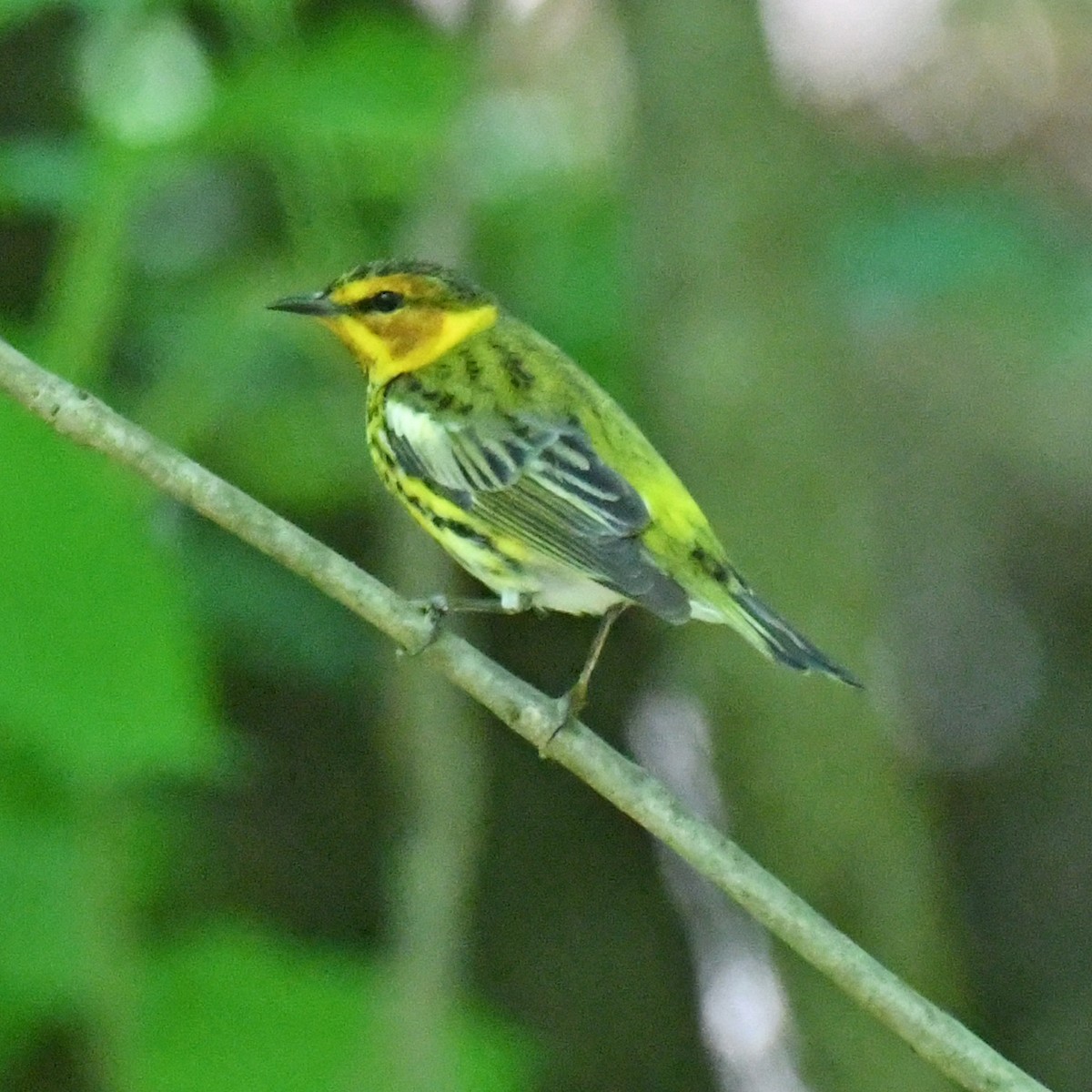 Cape May Warbler - Laura  Wolf