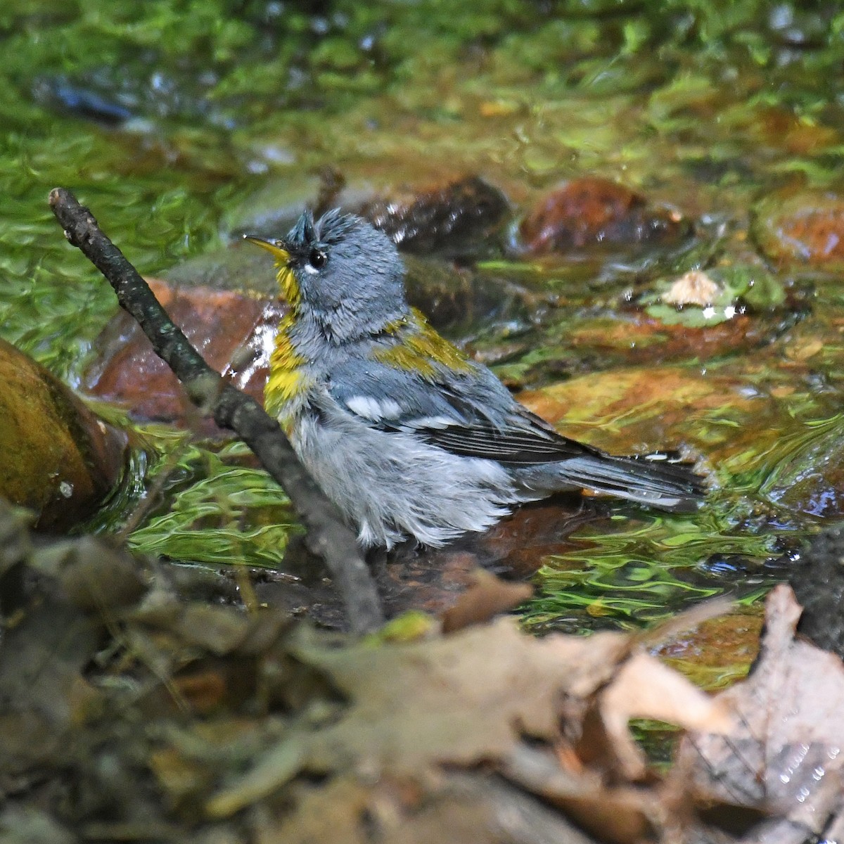 Northern Parula - Laura  Wolf