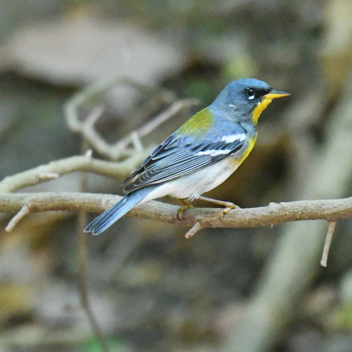 Northern Parula - Laura  Wolf