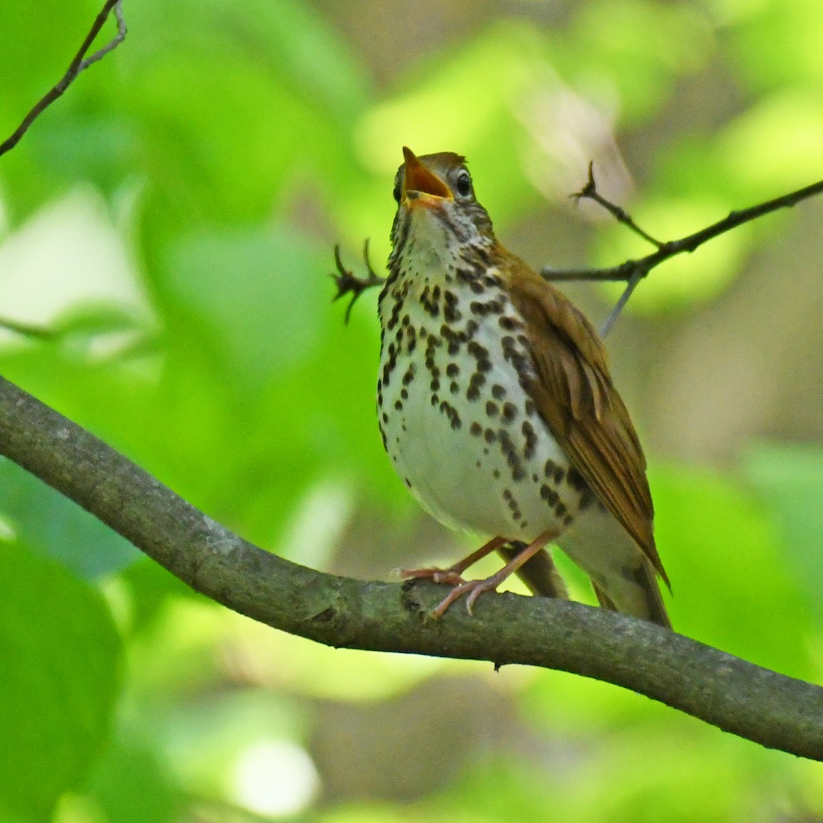 Wood Thrush - ML615768219