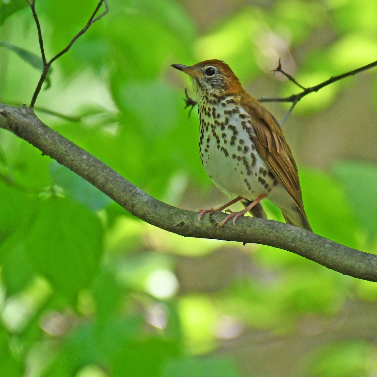 Wood Thrush - ML615768220