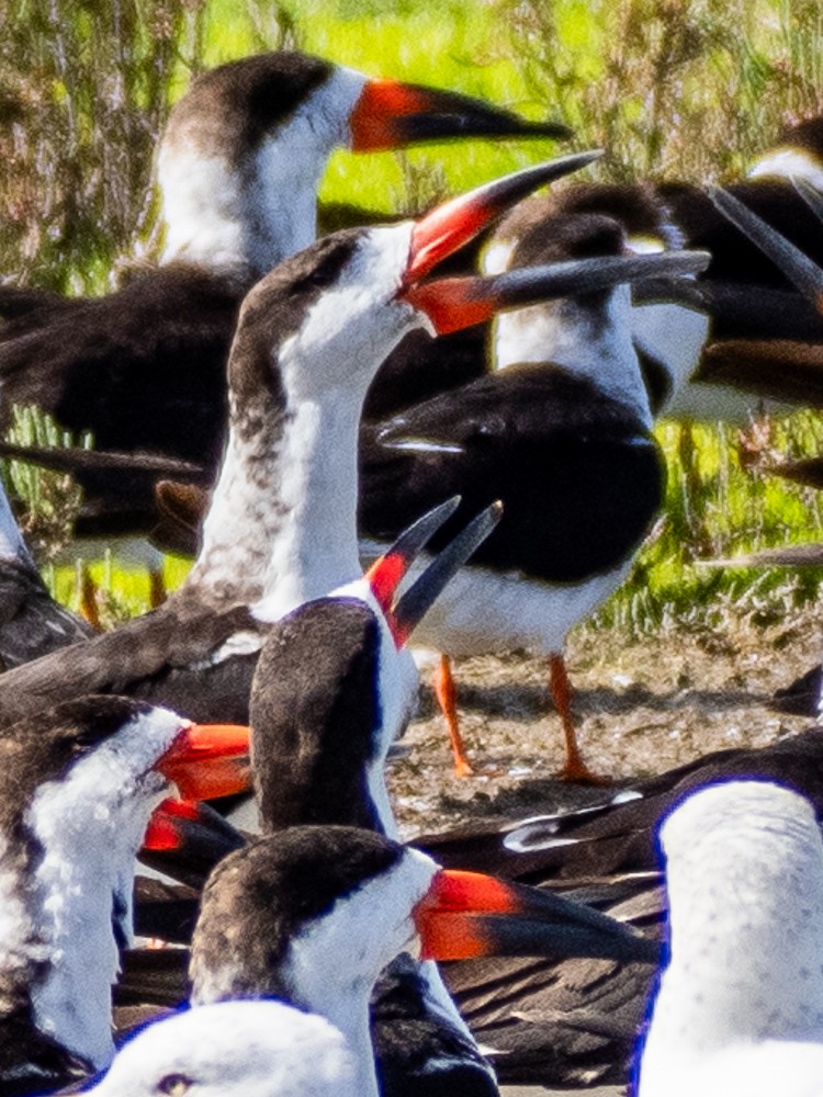 Black Skimmer - ML615768348