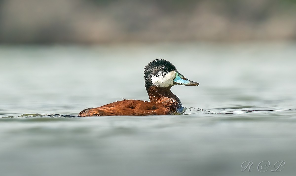 Amerika Dikkuyruğu - ML615768368