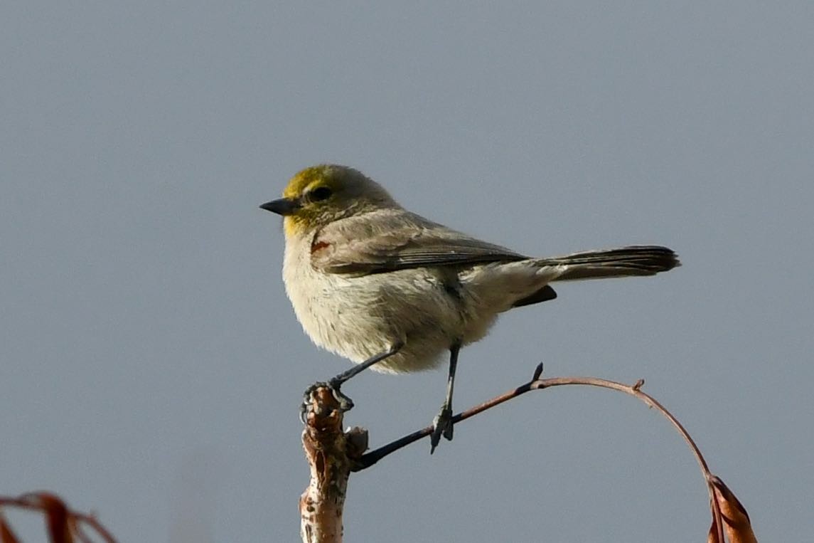 Verdin - ML615768412