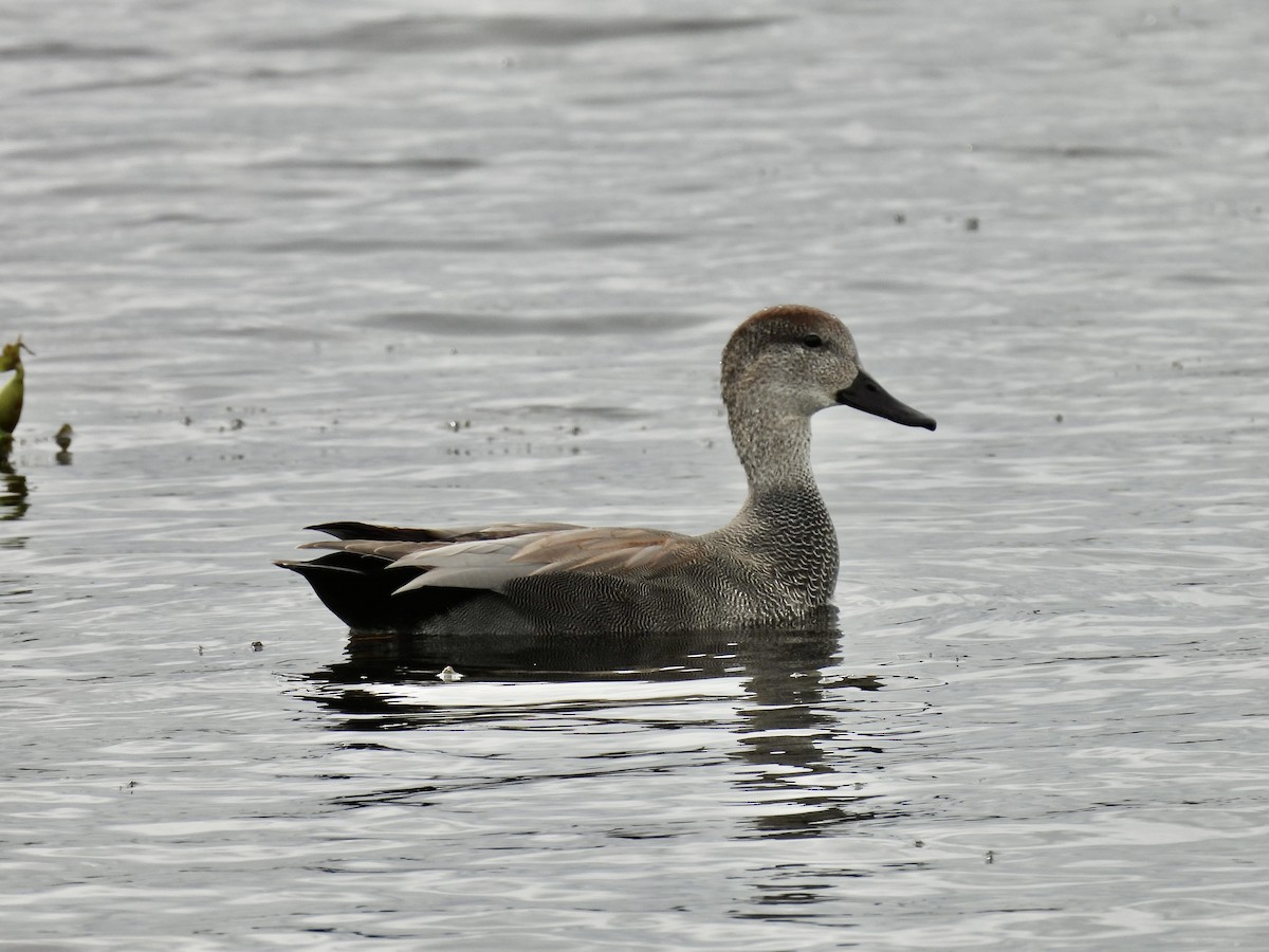 Gadwall - ML615768436