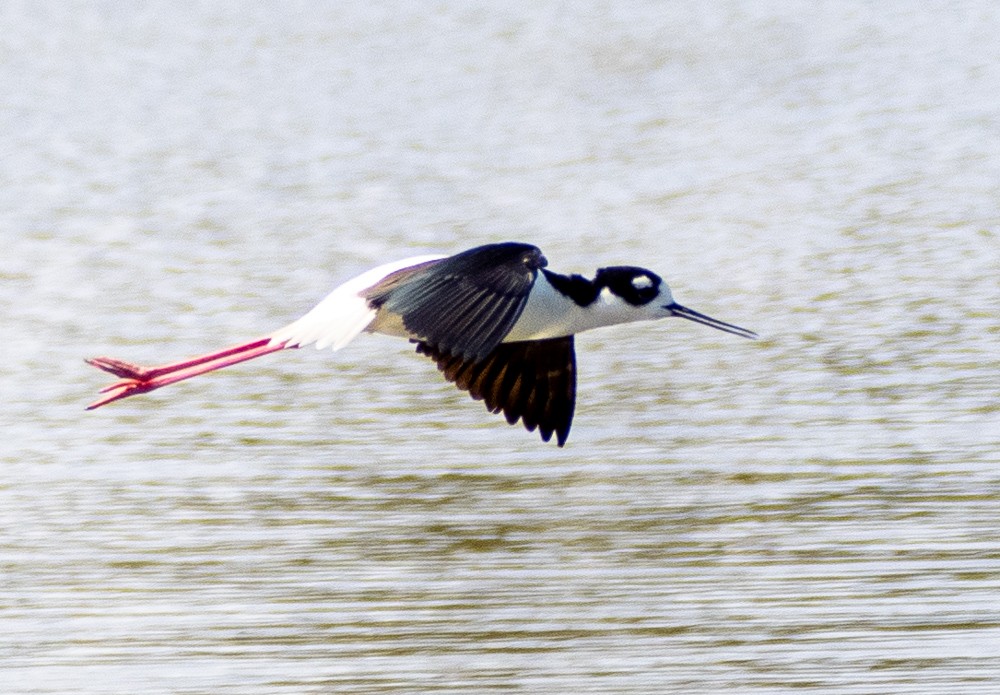 Black-necked Stilt - ML615768524