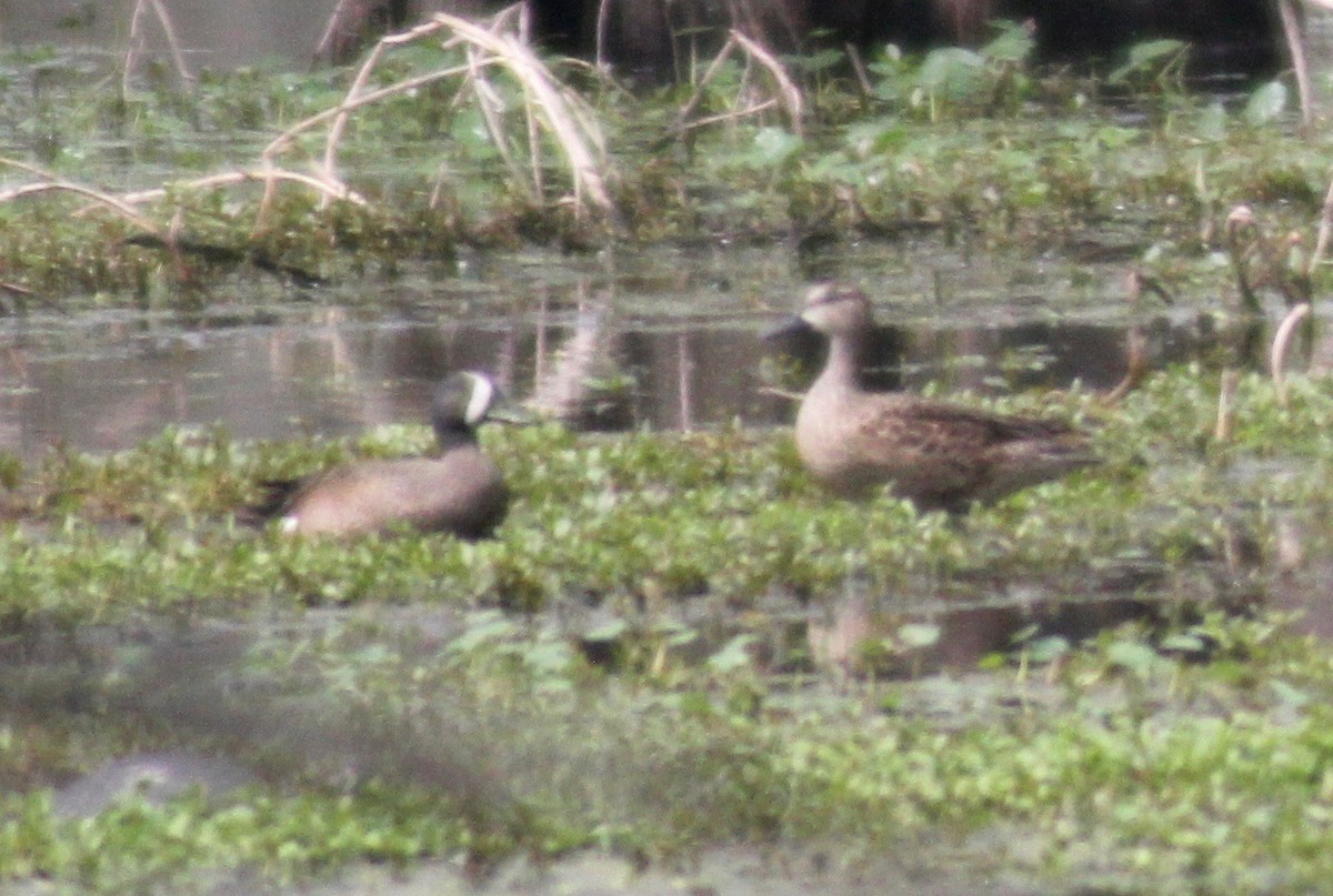 Blue-winged Teal - ML615768541