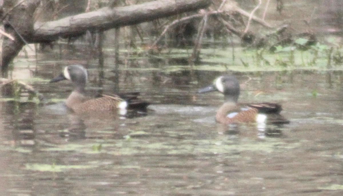 Blue-winged Teal - David Brotherton, cc