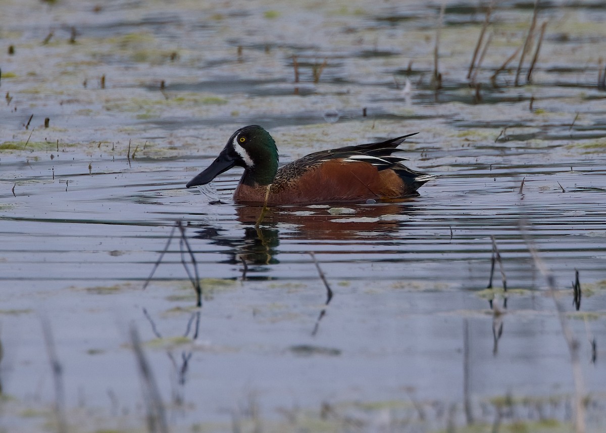 Cinnamon Teal x Northern Shoveler (hybrid) - ML615768627