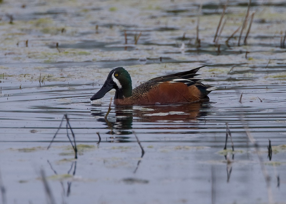 Cinnamon Teal x Northern Shoveler (hybrid) - ML615768629