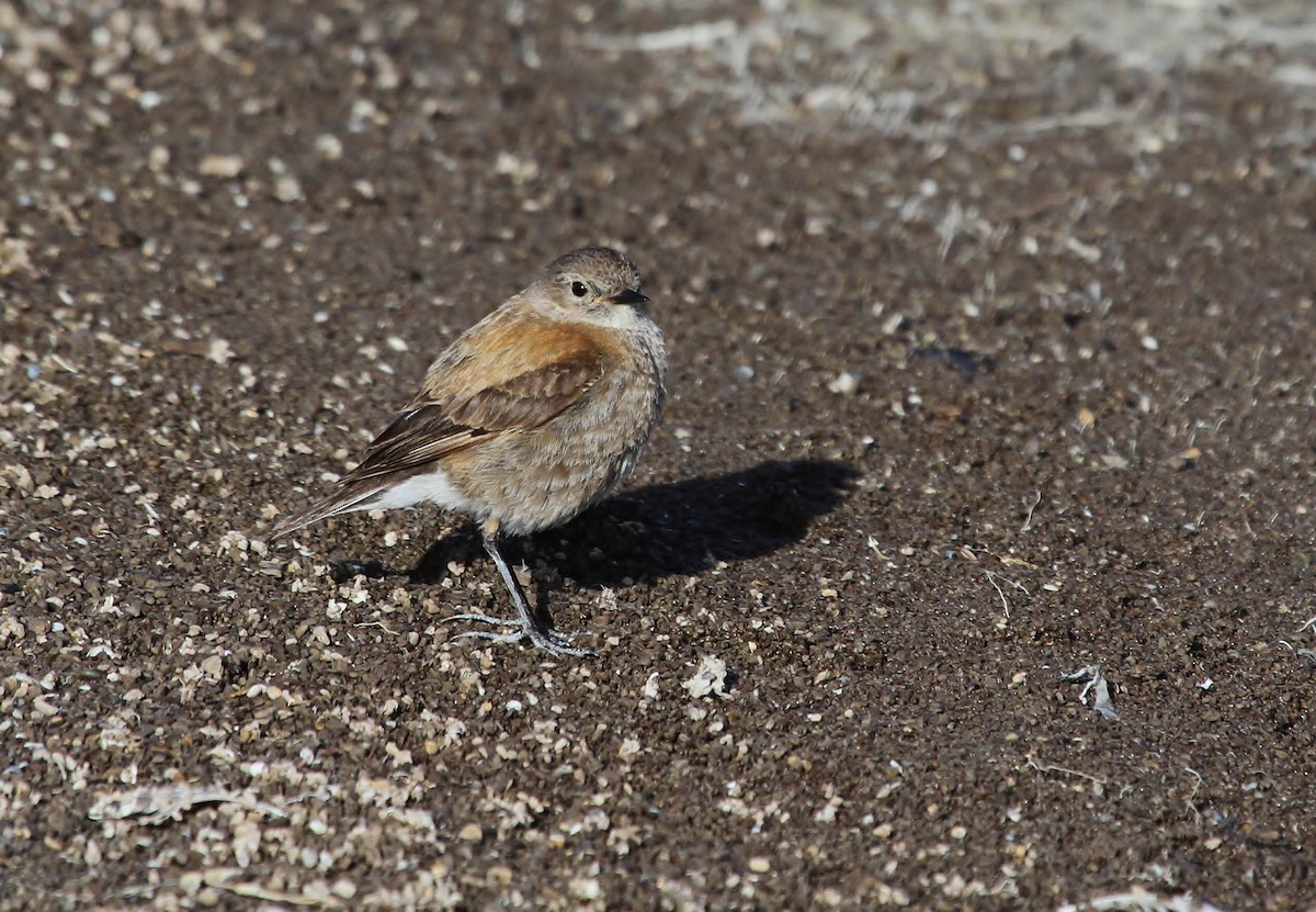 Patagoniensporntyrann - ML615768657