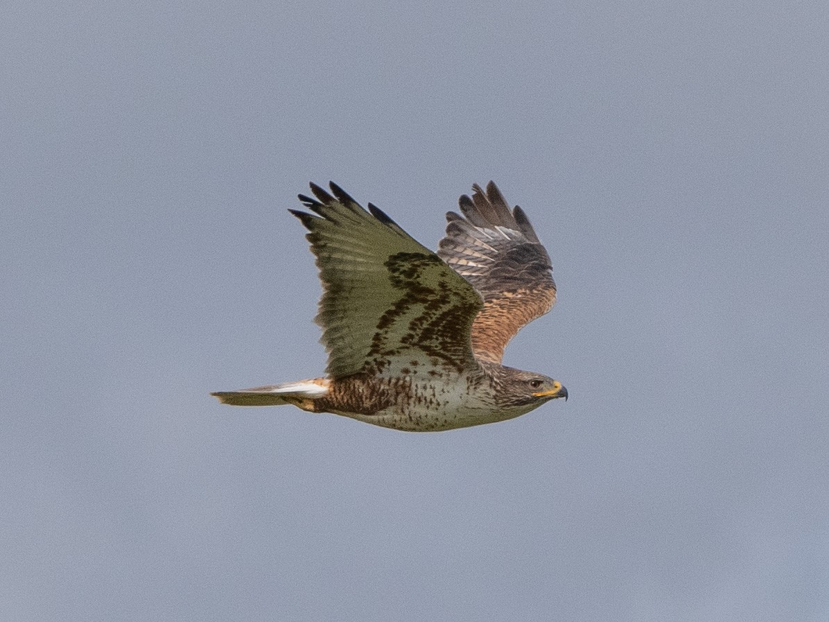 Ferruginous Hawk - Eric Goodill