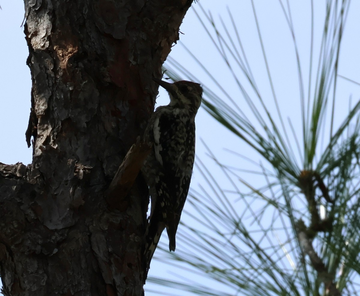 Yellow-bellied Sapsucker - Daniel Emlin