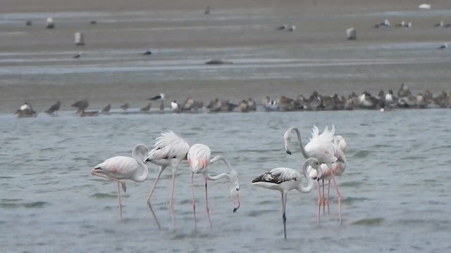 Fenicottero - ML615768814