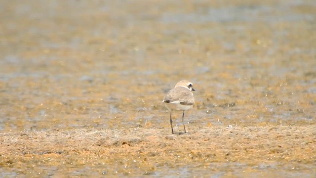 シロチドリ（seebohmi） - ML615768830