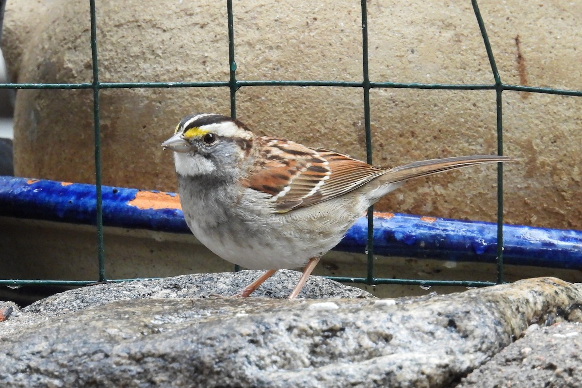 White-throated Sparrow - ML615768836