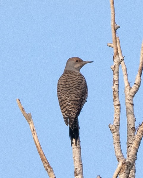 Northern Flicker (Red-shafted) - Eric Goodill