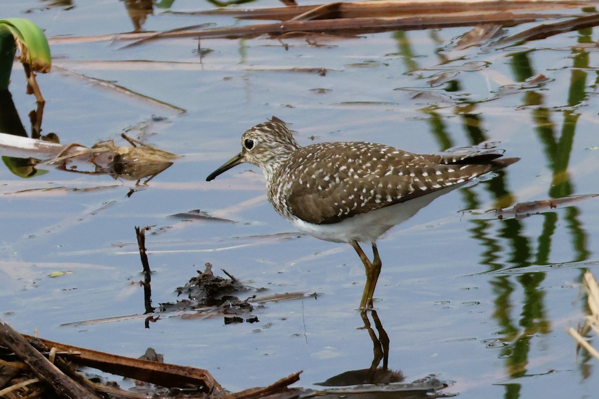 Solitary Sandpiper - Audrey Whitlock