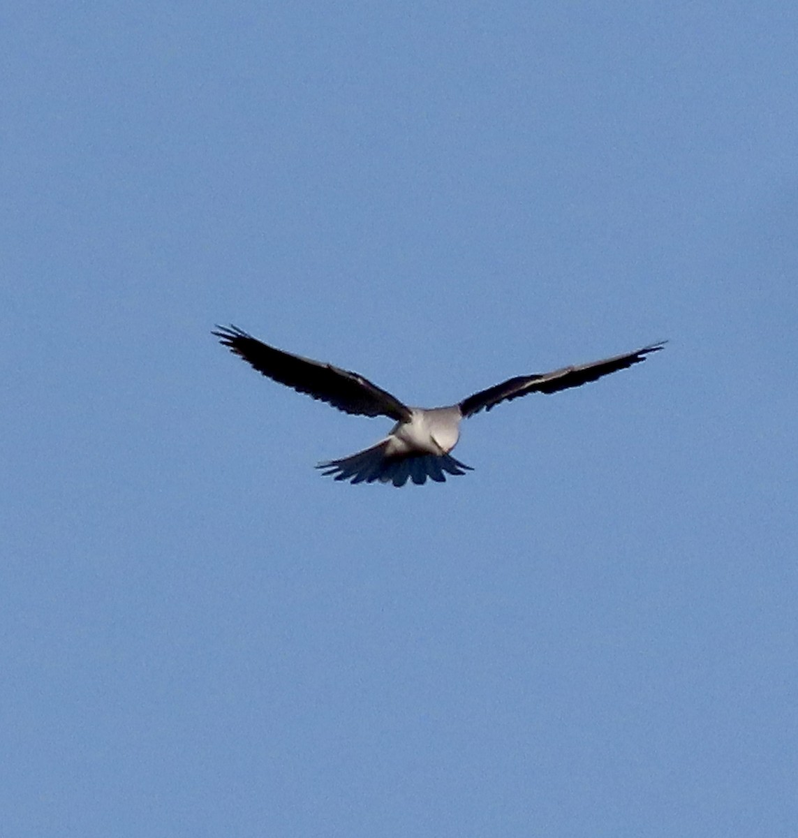 White-tailed Kite - ML615768876