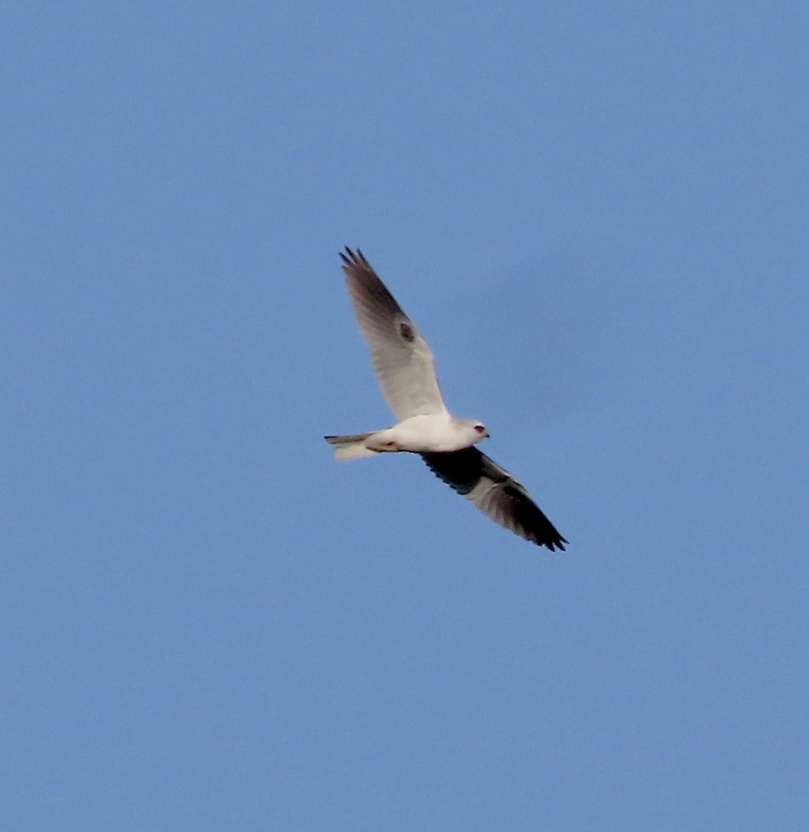 White-tailed Kite - ML615768877