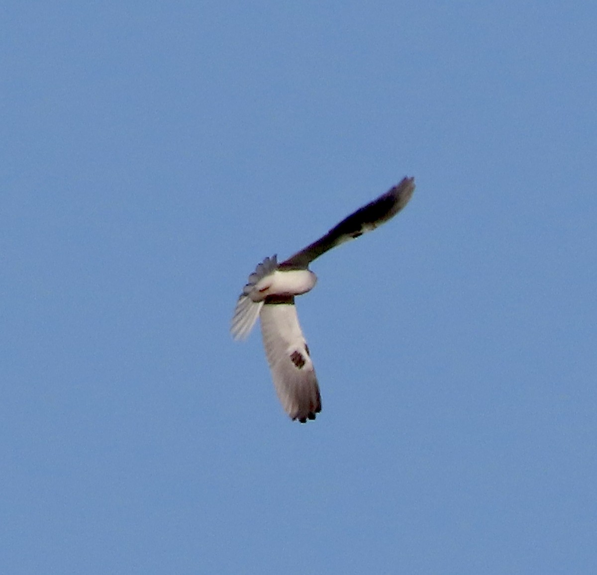 White-tailed Kite - ML615768878