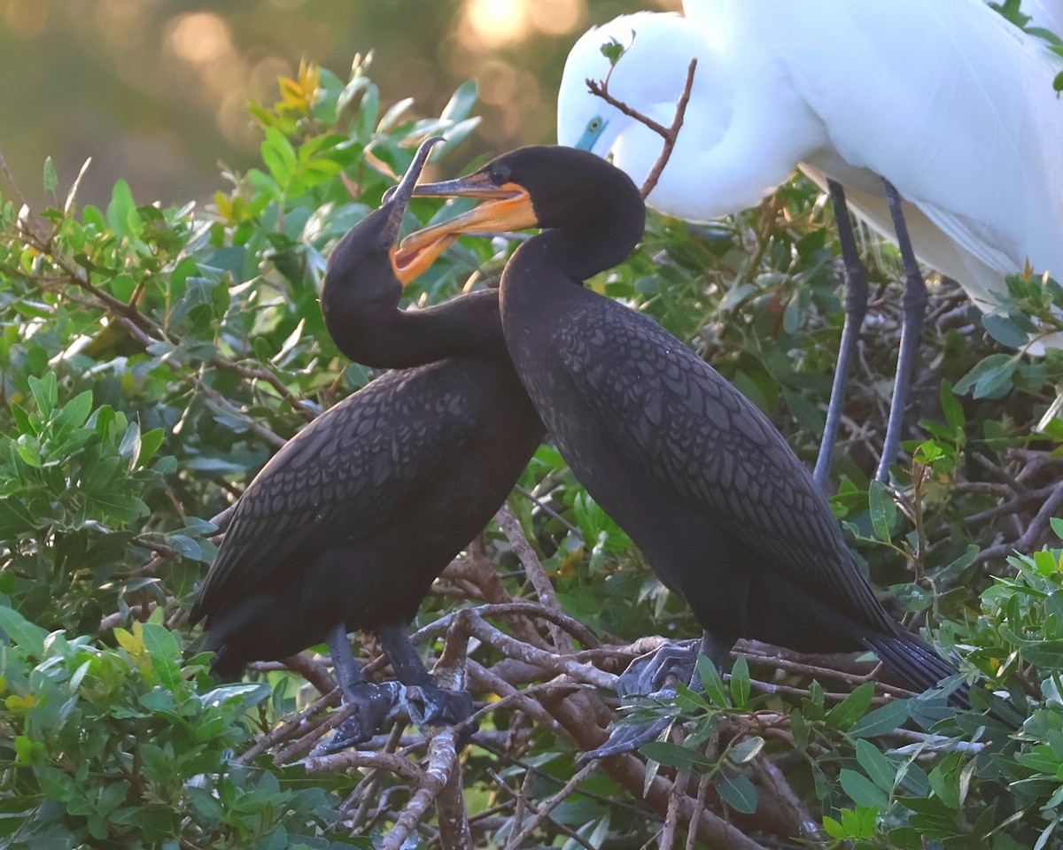 Double-crested Cormorant - ML615768963