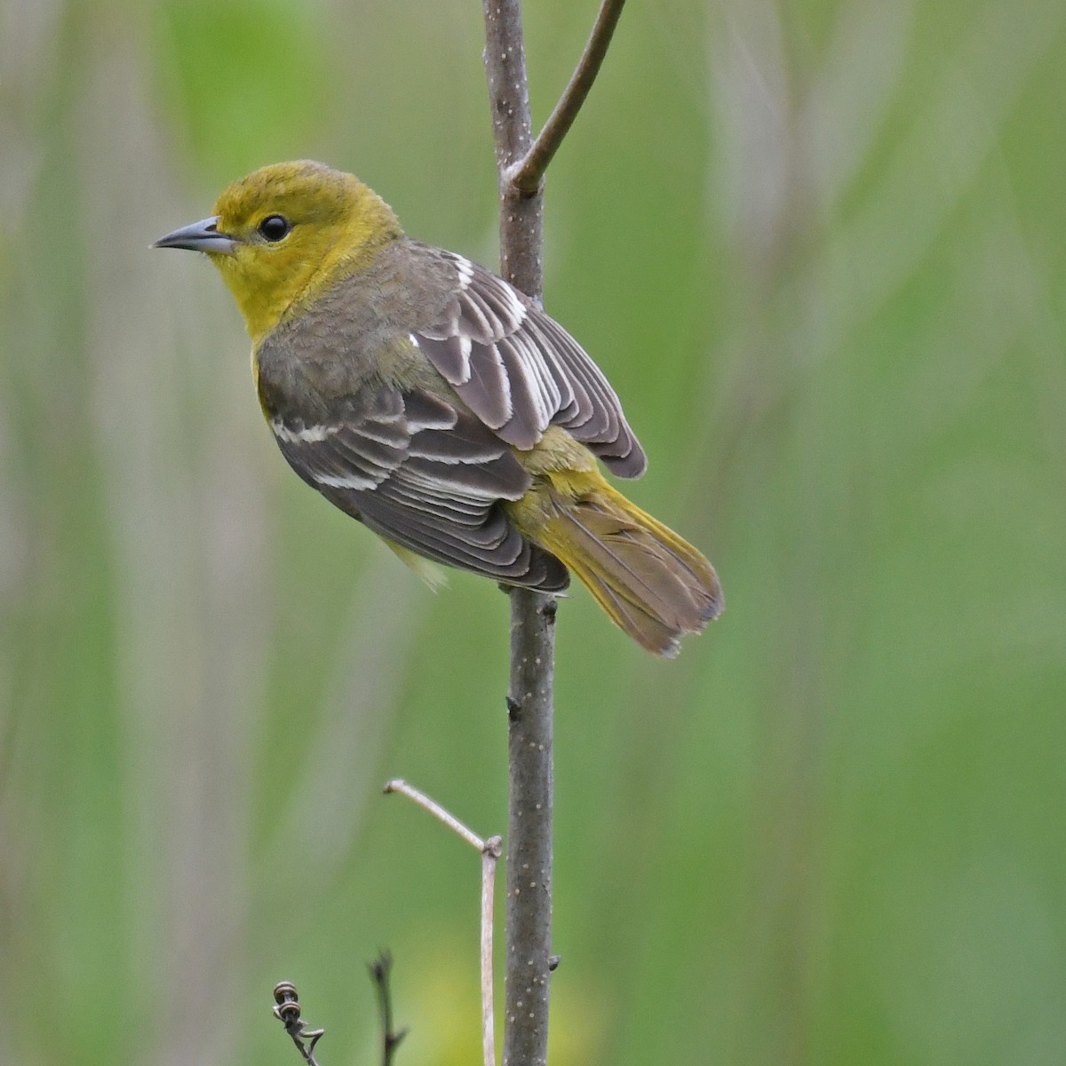 Orchard Oriole - ML615768995