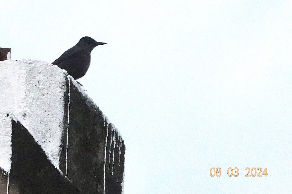 Blue Rock-Thrush - ML615769018