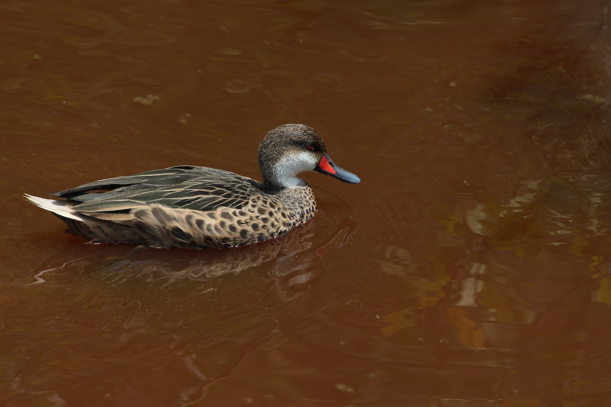 White-cheeked Pintail - ML615769022