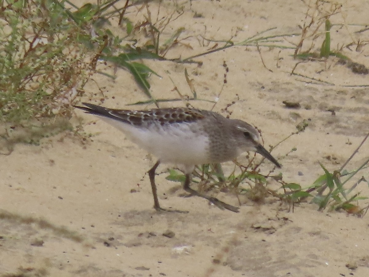 Weißbürzel-Strandläufer - ML615769132