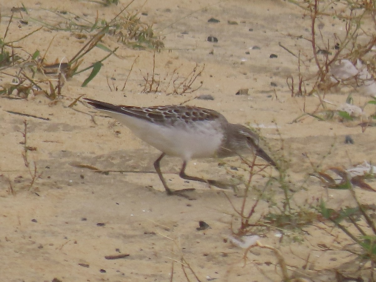 Weißbürzel-Strandläufer - ML615769133