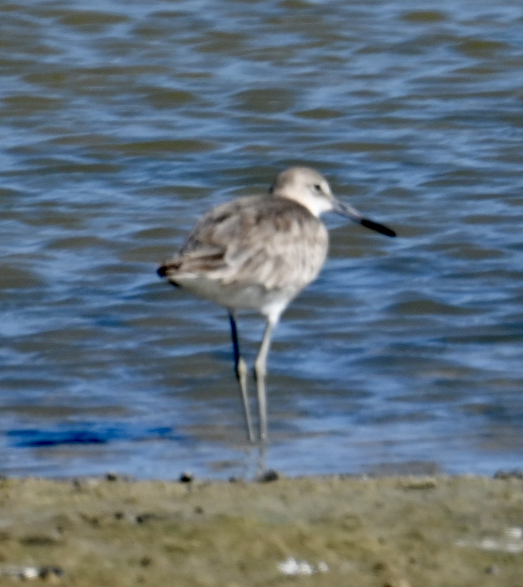 Willet - ML615769178