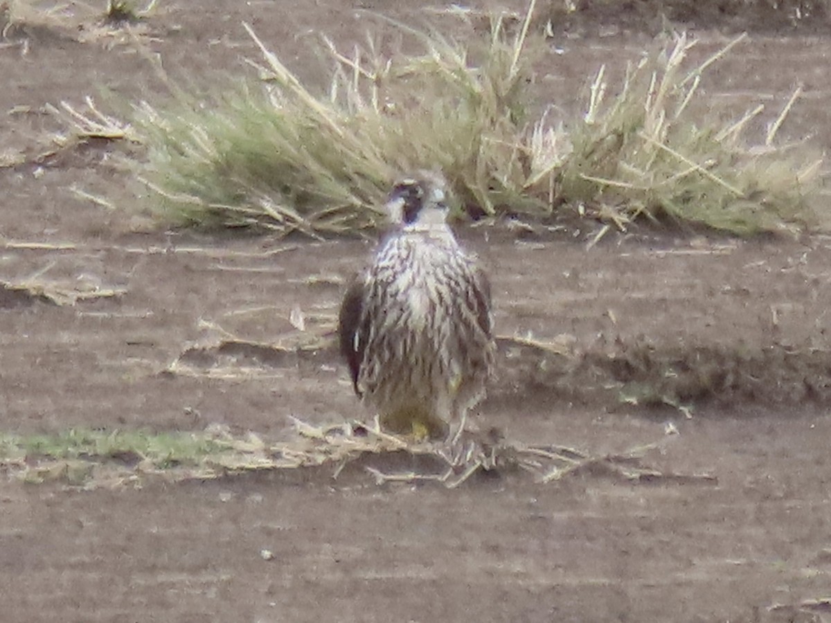 Peregrine Falcon - Port of Baltimore