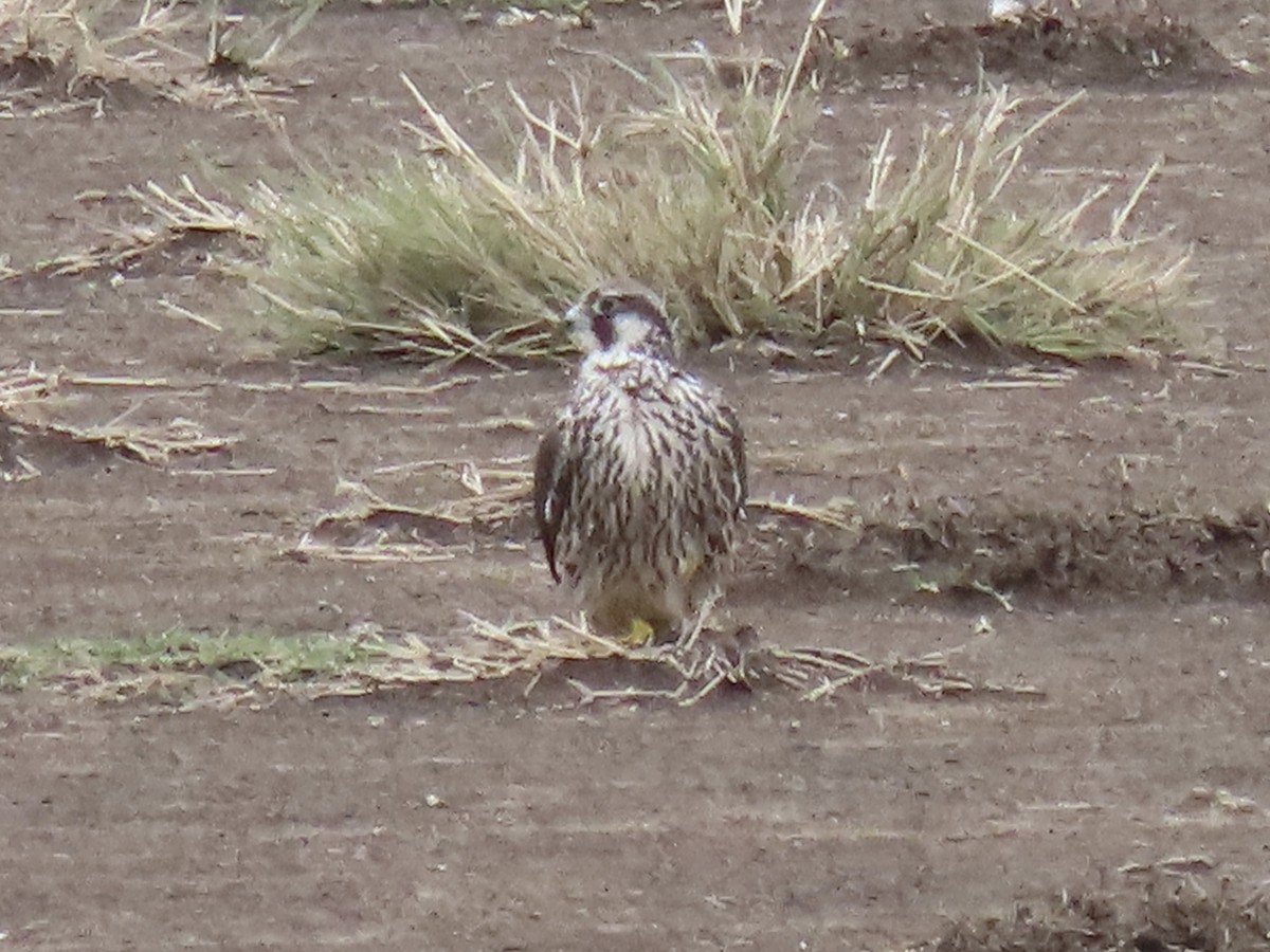 Peregrine Falcon - ML615769215