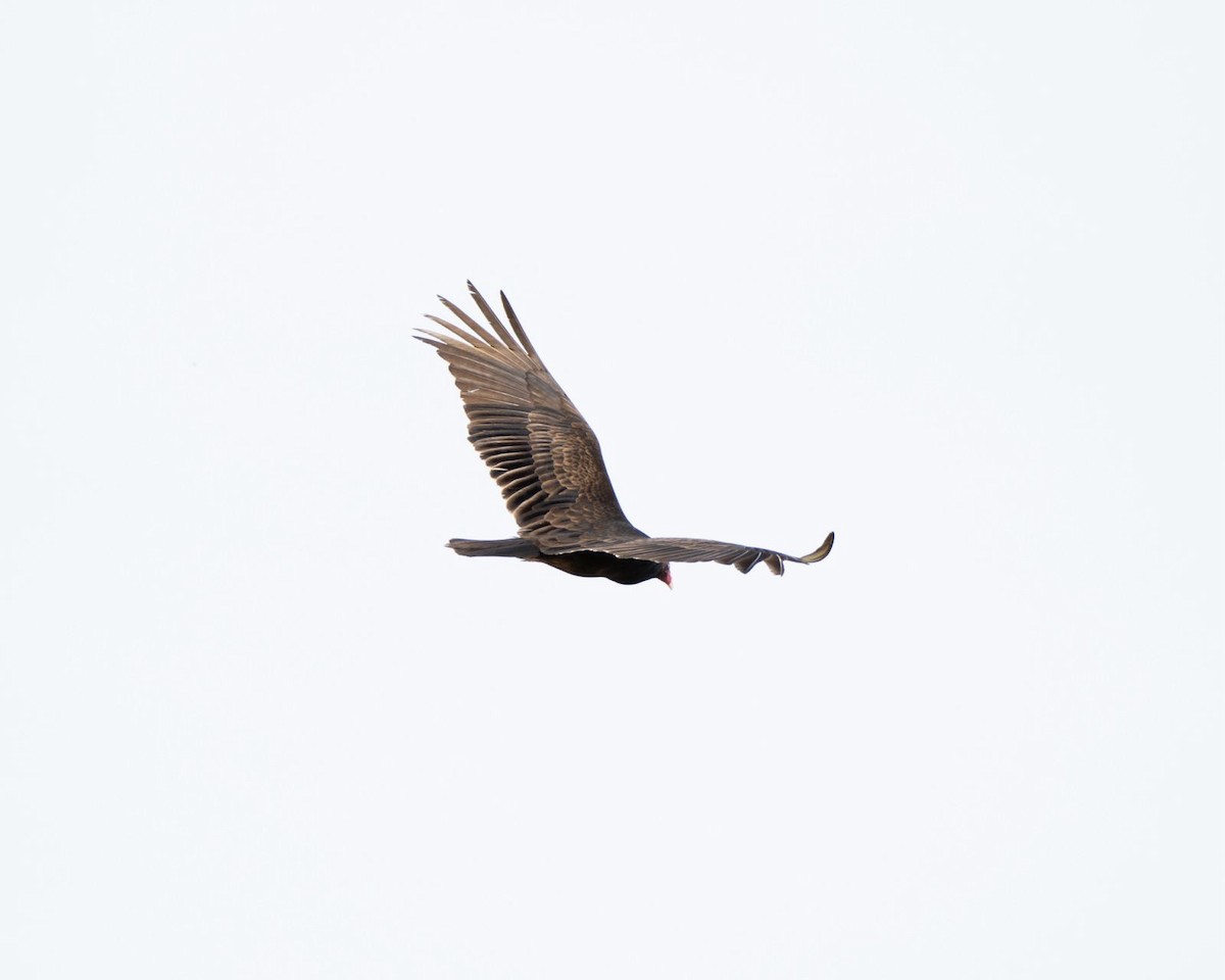 Turkey Vulture - ML615769217