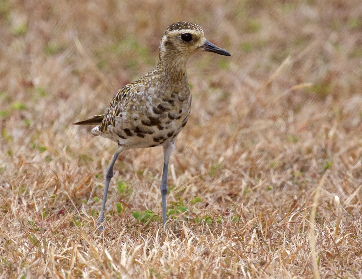 Chorlito Dorado Siberiano - ML615769279