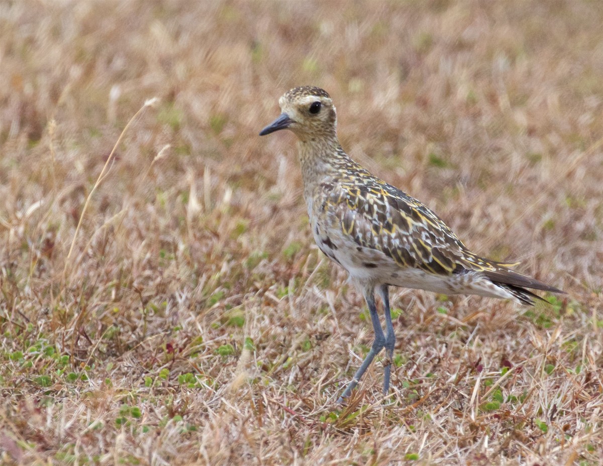 Pacific Golden-Plover - ML615769280