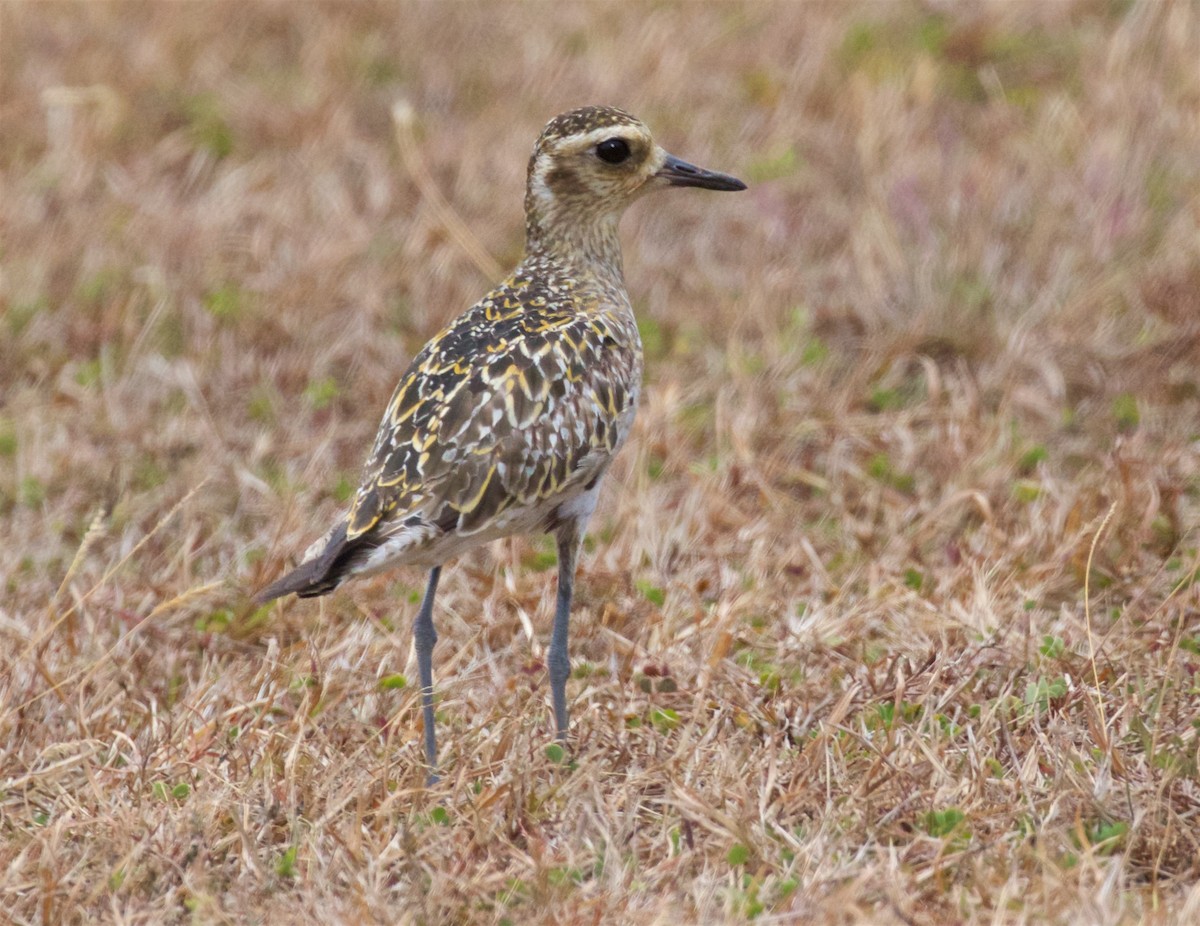 Pacific Golden-Plover - ML615769281