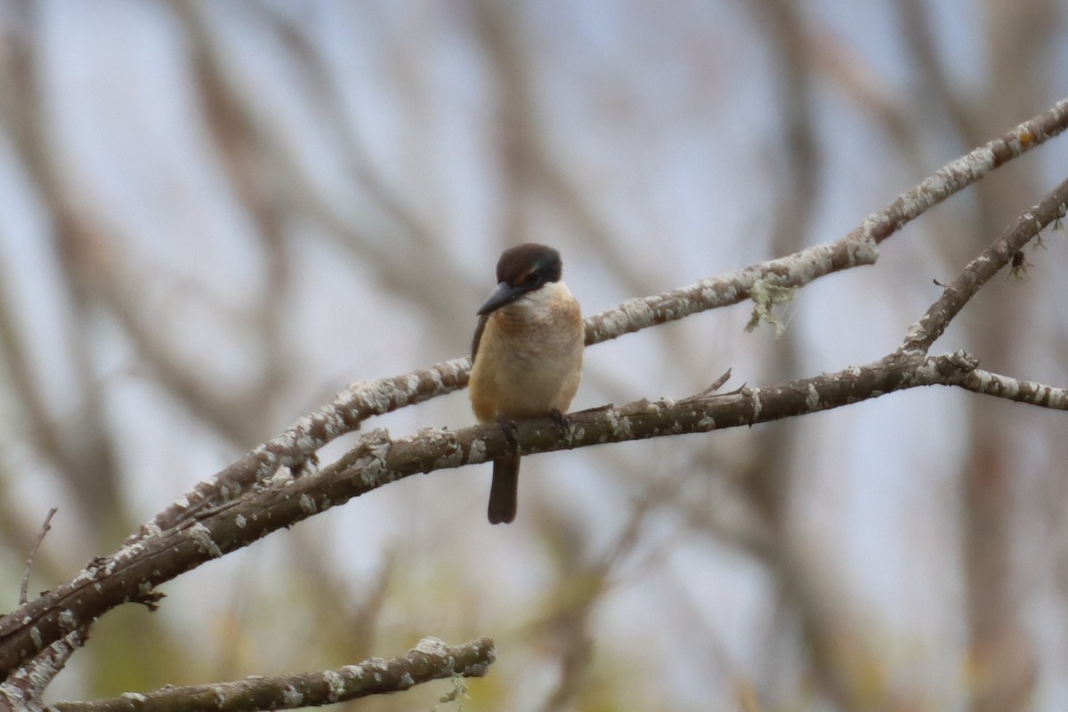 Sacred Kingfisher - ML615769301