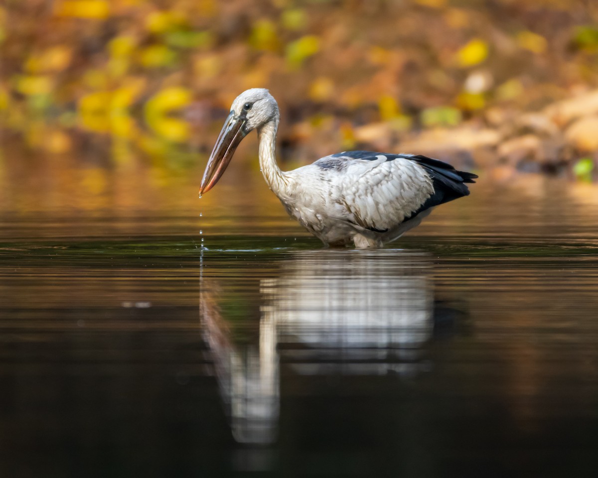 Asian Openbill - ML615769349