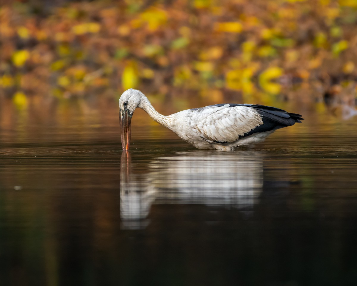 Asian Openbill - ML615769350